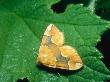 Barred Yellow Moth, Imago At Rest, Eakring, Uk by David Fox Limited Edition Print