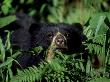Spectacled Bear, Female, Colombia by Patricio Robles Gil Limited Edition Print