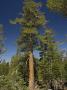 Pinus Monticola At 9500 Ft In The Sierra Nevada, Usa by Bob Gibbons Limited Edition Print