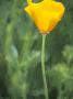 Eschscholzia Californica Golden West, A Yellow Cup Shaped Flower On A Slender Leafless Stem by Hemant Jariwala Limited Edition Print