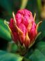 Rhododendron Nobleanum Venustum, Close-Up Of Red Flower Head, March by Lynn Keddie Limited Edition Pricing Art Print