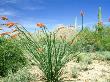 Ocotillo Cactus, Arizona by John Netherton Limited Edition Print