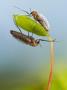 Male And Female Midges (Chironomidae) Clinging To A Moss Sporophyte, Stockholm, Sweden by John Hallmen Limited Edition Print