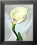 Calla Lily Turned Away, 1923 by Georgia O'keeffe Limited Edition Pricing Art Print