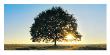 Lonely Tree by Jan Lens Limited Edition Print