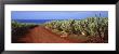 Dirt Road Passing Through A Sugar Cane Field, Kauai, Hawaii, Usa by Panoramic Images Limited Edition Print
