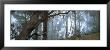 Trees In A Forest, Rabacal, Madeira, Portugal by Panoramic Images Limited Edition Pricing Art Print