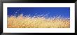 Dry Grass Blowing In The Wind, Mount Tamalpais, California, Usa by Panoramic Images Limited Edition Print