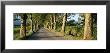 Trees Along A Road, Vaucluse, Provence, France by Panoramic Images Limited Edition Print