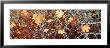 Maple Leaves, British Columbia, Canada by Panoramic Images Limited Edition Print