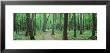 Walkway Running Through A Forest, Black River National Forest, Michigan, Usa by Panoramic Images Limited Edition Print