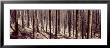 Bare Trees In A Forest One Year After Forest Fire, Roosevelt National Forest, Colorado, Usa by Panoramic Images Limited Edition Print