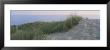 Grass On A Sand Dune, Indiana, Usa by Panoramic Images Limited Edition Print