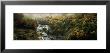 Trees In A Forest, Simplon Pass, Switzerland by Panoramic Images Limited Edition Print