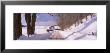 Trees On Both Side Of A Road, Vermont, Usa by Panoramic Images Limited Edition Print