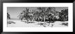Palm Trees On The Beach, Negril, Jamaica by Panoramic Images Limited Edition Pricing Art Print