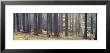 Trees In The Forest, South Bohemia, Czech Republic by Panoramic Images Limited Edition Print