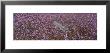 Jacaranda Leaves And Swing In The Backyard, Hawaii, Usa by Panoramic Images Limited Edition Pricing Art Print