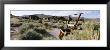 Houses On A Landscape, Bodie Ghost Town, Bridgeport, California, Usa by Panoramic Images Limited Edition Print