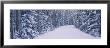 Trees On Both Sides Of A Road, Banff National Park, Alberta, Canada by Panoramic Images Limited Edition Print
