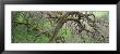 Black Oak Tree In The Forest, California, Usa by Panoramic Images Limited Edition Pricing Art Print