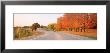 Tress Along A Two Lane Highway by Panoramic Images Limited Edition Pricing Art Print