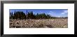 Timber Cut Down In A Forest, Olympic National Forest, Washington State, Usa by Panoramic Images Limited Edition Print