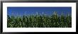 Corn Crop In A Field, New York State, Usa by Panoramic Images Limited Edition Print