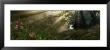 Sun Shining Through Trees In A Forest by Panoramic Images Limited Edition Print