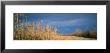 Pampas Grass Along A Country Road, Townsend, Montana, Usa by Panoramic Images Limited Edition Pricing Art Print