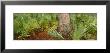 Plants Growing Around A Street, Oscar Scherer State Park, Osprey, Florida, Usa by Panoramic Images Limited Edition Print