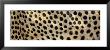 Spots On A Cheetah by Panoramic Images Limited Edition Pricing Art Print
