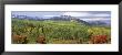 Forest, Gunnison National Forest, West Elk Mountains, Colorado, Usa by Panoramic Images Limited Edition Print