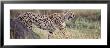 Cheetah Walking In A Field by Panoramic Images Limited Edition Pricing Art Print