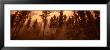 Trees In A Forest, Bitteroot Valley, Montana, Usa by Panoramic Images Limited Edition Print