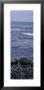 Green Sea Turtle Resting On The Rock, Hawaii, Usa by Panoramic Images Limited Edition Print