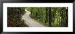 Empty Road Running Through A Forest, Stuttgart, Baden-Wurttemberg, Germany by Panoramic Images Limited Edition Pricing Art Print