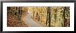 Autumn Trees Along A Road, Germany by Panoramic Images Limited Edition Pricing Art Print