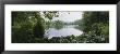 Forest Along A River, Sjolangs, Sweden by Panoramic Images Limited Edition Print