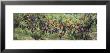 Bunch Of Grapes In A Vineyard, Keuka Lake, Finger Lakes, Hammondsport, New York State, Usa by Panoramic Images Limited Edition Pricing Art Print