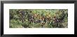 Bunch Of Grapes In A Vineyard, Keuka Lake, Finger Lakes, Hammondsport, New York State, Usa by Panoramic Images Limited Edition Print