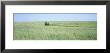 Grass On A Field, Prairie Grass, Iowa, Usa by Panoramic Images Limited Edition Print