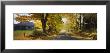 Trees On Both Sides Of A Road, Danby, Vermont, Usa by Panoramic Images Limited Edition Print