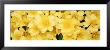 Close-Up Of Yellow Tulips by Panoramic Images Limited Edition Print