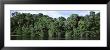 Amazon Rain Forest, Anavilhanas, Brazil by Panoramic Images Limited Edition Pricing Art Print