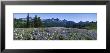 Wildflowers On A Landscape, Tatoosh Range, Mt. Rainier National Park, Washington State, Usa by Panoramic Images Limited Edition Print