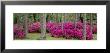 Azaleas Crawfordville, Florida, Usa by Panoramic Images Limited Edition Pricing Art Print
