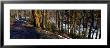 Walkway Passing Through The Forest, Bridgestone Walk, North Yorkshire, England, United Kingdom by Panoramic Images Limited Edition Print
