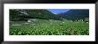 High Angle View Of A Vineyard, Valais, Switzerland by Panoramic Images Limited Edition Print