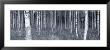Birch Trees In A Forest, Finland by Panoramic Images Limited Edition Pricing Art Print